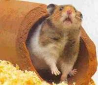 Housing Shortage in Hamsterton!